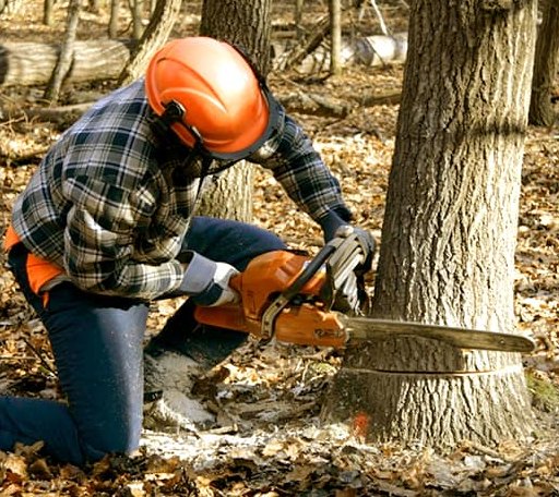 Tree Removal in Voluntown, CT